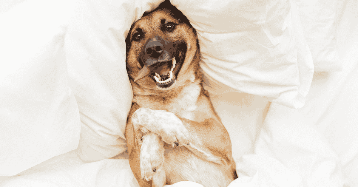 mattresses for pets dog sleeping in a bed